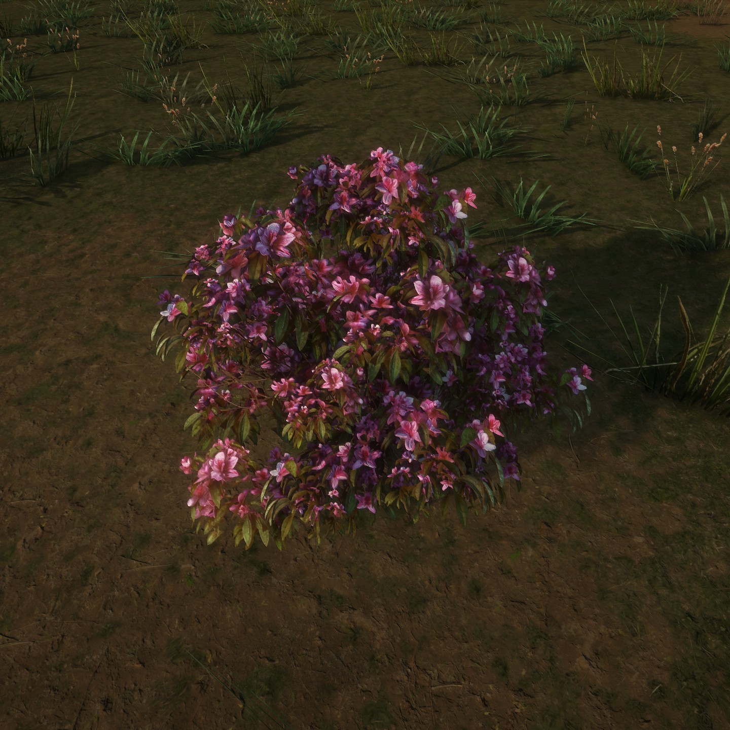 Azalea_Flowers_Pink_Low