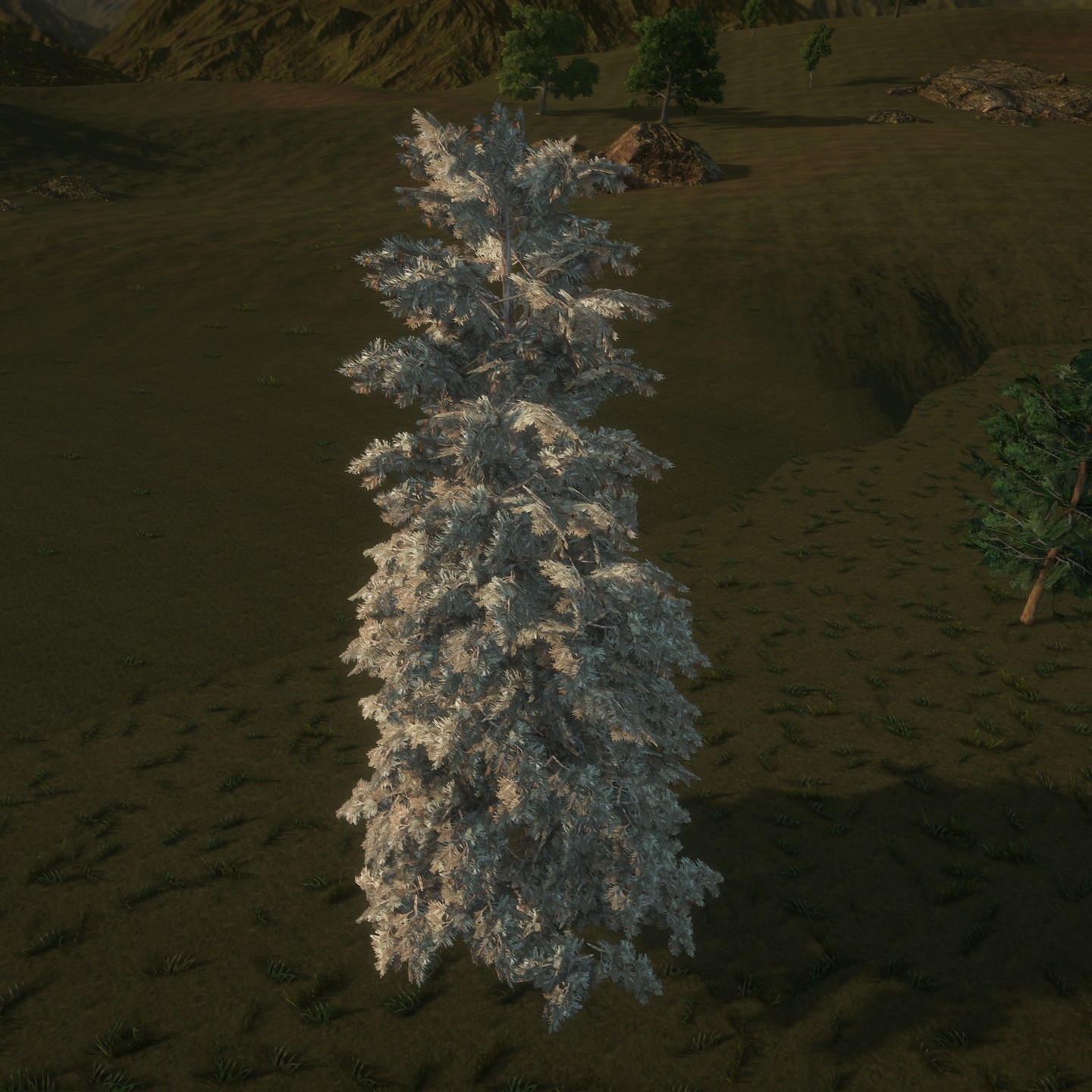 Blue_Spruce_Desktop