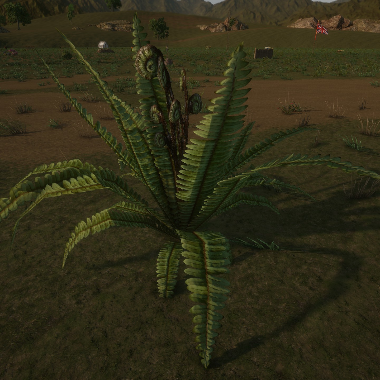 BostonFern_Low