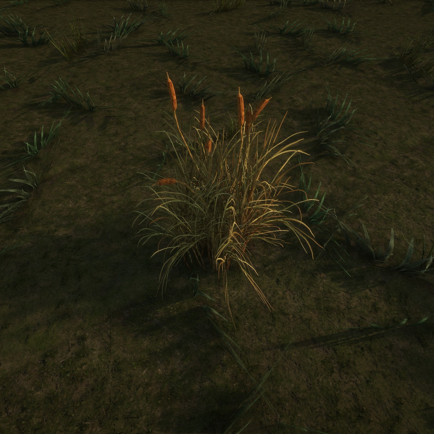 Cattail_Desktop