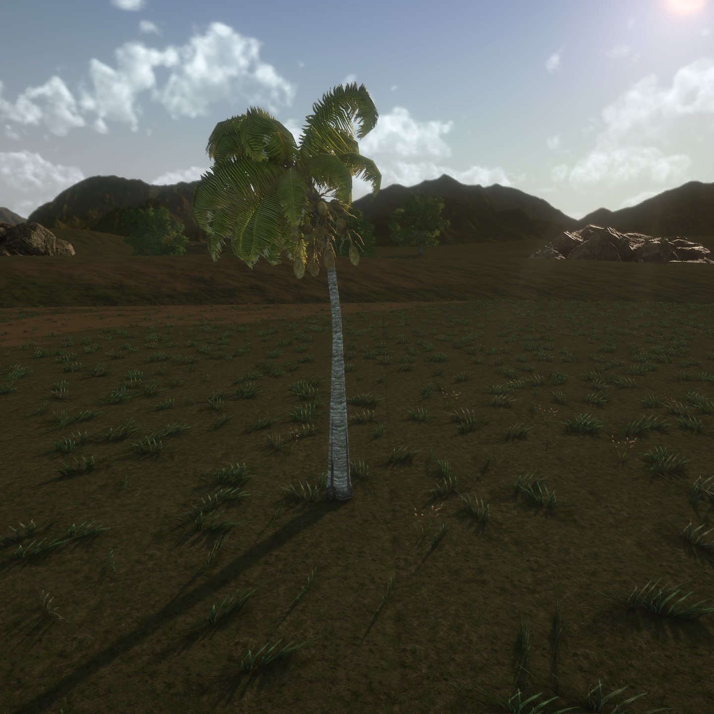 CoconutPalm_1