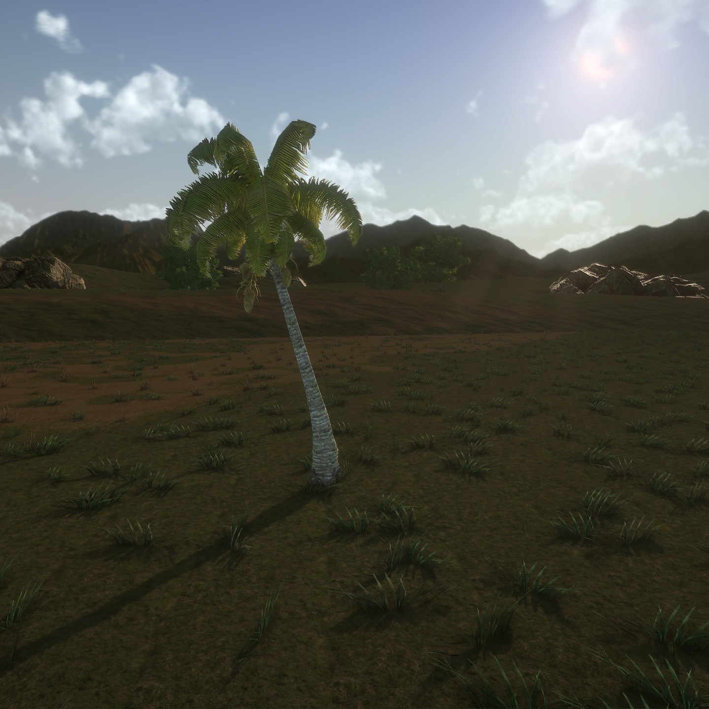 CoconutPalm_2