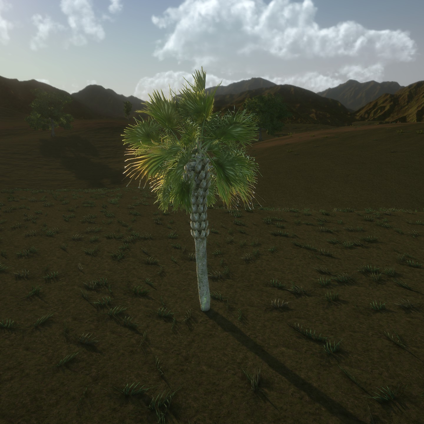 Palmetto_1